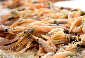 Shrimp on ice.JPG